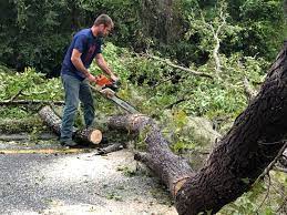 Best Tree Risk Assessment  in Ammon, ID